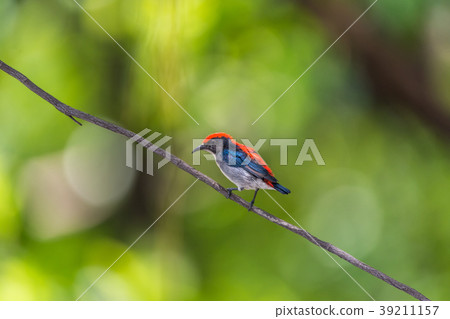 Bird (Scarlet-backed Flowerpecker) in nature wild 39211157
