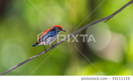 Bird (Scarlet-backed Flowerpecker) in nature wild Bird (Scarlet-backed Flowerpecker) in nature wild 39211158