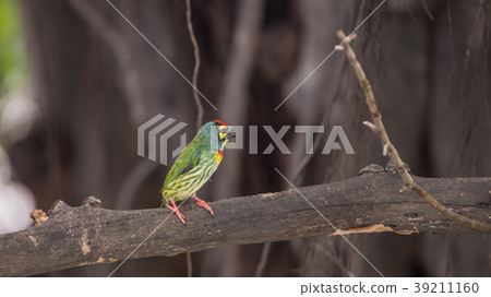 Bird (Coppersmith barbet) on tree in a nature wild 39211160
