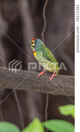 Bird (Coppersmith barbet) on tree in a nature wild Bird (Coppersmith barbet) on tree in a nature wild 39211161