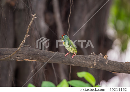 Bird (Coppersmith barbet) on tree in a nature wild Bird (Coppersmith barbet) on tree in a nature wild 39211162