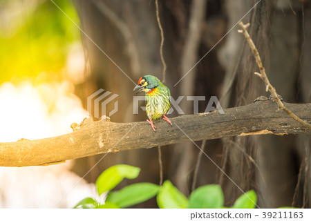 Bird (Coppersmith barbet) on tree in a nature wild Bird (Coppersmith barbet) on tree in a nature wild 39211163
