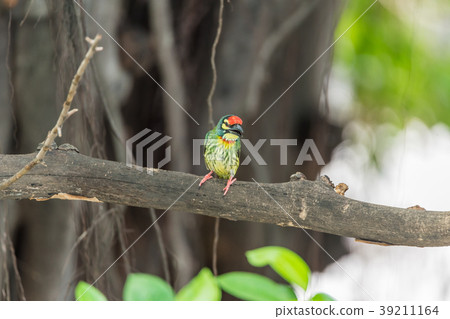 Bird (Coppersmith barbet) on tree in a nature wild Bird (Coppersmith barbet) on tree in a nature wild 39211164