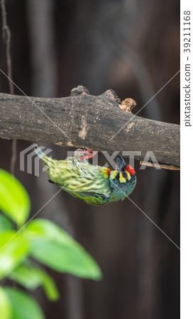 Bird (Coppersmith barbet) on tree in a nature wild Bird (Coppersmith barbet) on tree in a nature wild 39211168