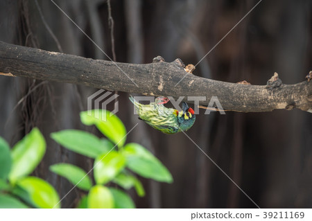 Bird (Coppersmith barbet) on tree in a nature wild Bird (Coppersmith barbet) on tree in a nature wild 39211169
