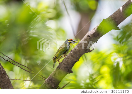 Bird (Coppersmith barbet) on tree in a nature wild Bird (Coppersmith barbet) on tree in a nature wild 39211170