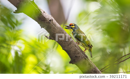 Bird (Coppersmith barbet) on tree in a nature wild Bird (Coppersmith barbet) on tree in a nature wild 39211171