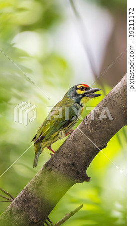 Bird (Coppersmith barbet) on tree in a nature wild Bird (Coppersmith barbet) on tree in a nature wild 39211172