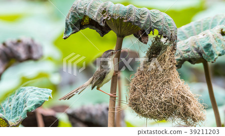 Bird (Plain Prinia) build bird nest in the nature Bird (Plain Prinia) build bird nest in the nature 39211203
