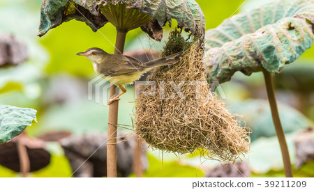 Bird (Plain Prinia) build bird nest in the nature 39211209