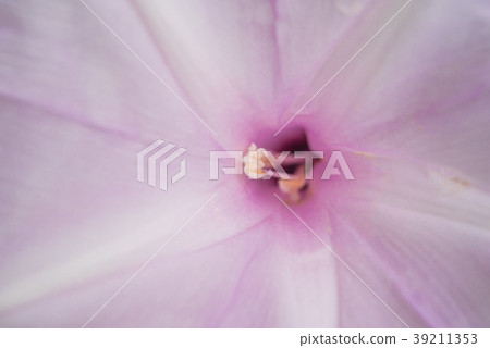 Flower (Morning Glory Tree Flower, Convolvulaceae) 39211353