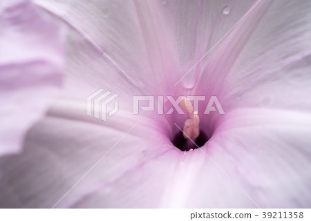 Flower (Morning Glory Tree Flower, Convolvulaceae) 39211358