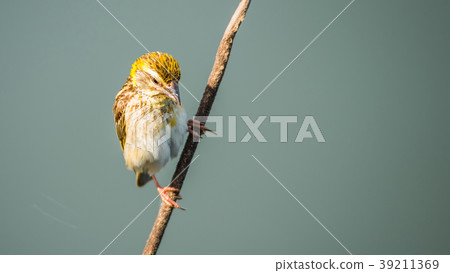 Bird (Streaked weaver) on tree in a nature wild 39211369