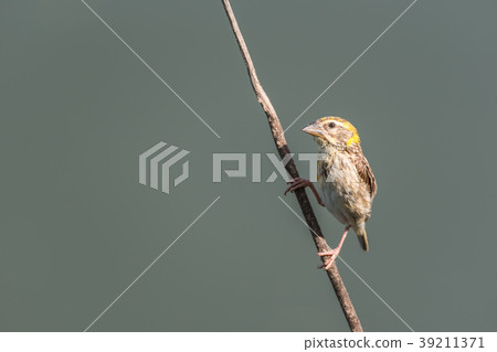 Bird (Streaked weaver) on tree in a nature wild 39211371