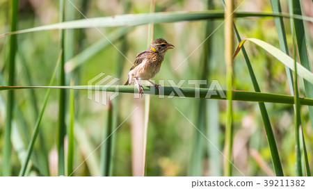 Bird (Streaked weaver) on tree in a nature wild 39211382