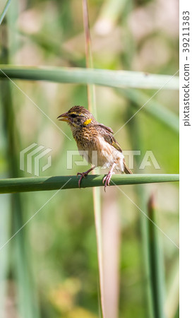 Bird (Streaked weaver) on tree in a nature wild Bird (Streaked weaver) on tree in a nature wild 39211383