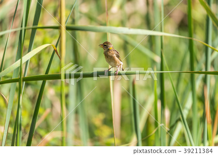 Bird (Streaked weaver) on tree in a nature wild Bird (Streaked weaver) on tree in a nature wild 39211384