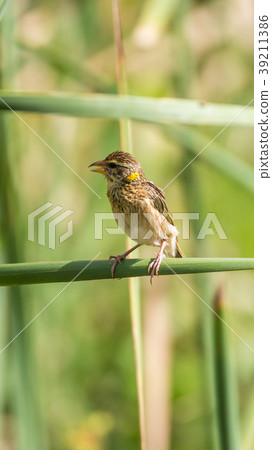 Bird (Streaked weaver) on tree in a nature wild 39211386