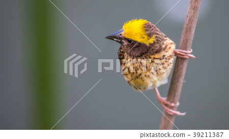 Bird (Streaked weaver) on tree in a nature wild Bird (Streaked weaver) on tree in a nature wild 39211387