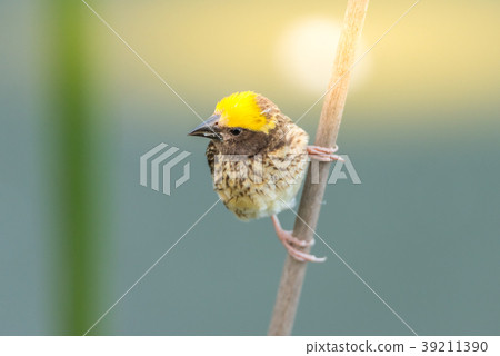 Bird (Streaked weaver) on tree in a nature wild 39211390