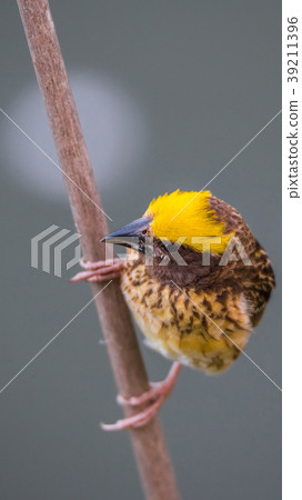 Bird (Streaked weaver) on tree in a nature wild Bird (Streaked weaver) on tree in a nature wild 39211396
