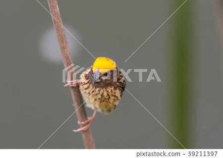 Bird (Streaked weaver) on tree in a nature wild Bird (Streaked weaver) on tree in a nature wild 39211397
