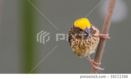 Bird (Streaked weaver) on tree in a nature wild Bird (Streaked weaver) on tree in a nature wild 39211398