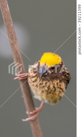 Bird (Streaked weaver) on tree in a nature wild Bird (Streaked weaver) on tree in a nature wild 39211399
