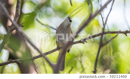 Bird (Yellow-vented Bulbul) on tree in nature wild Bird (Yellow-vented Bulbul) on tree in nature wild 39211400