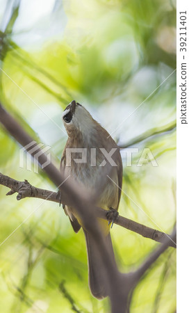 Bird (Yellow-vented Bulbul) on tree in nature wild Bird (Yellow-vented Bulbul) on tree in nature wild 39211401