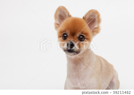 狗寵物博美犬 狗寵物博美犬 39211482
