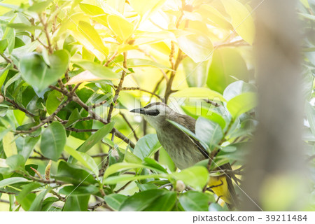 Bird (Yellow-vented Bulbul) on tree in nature wild 39211484