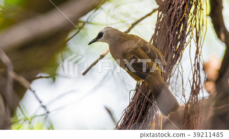 Bird (Yellow-vented Bulbul) on tree in nature wild 39211485