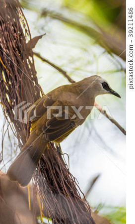 Bird (Yellow-vented Bulbul) on tree in nature wild 39211486