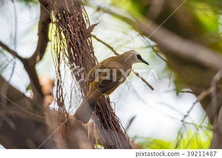 Bird (Yellow-vented Bulbul) on tree in nature wild 39211487