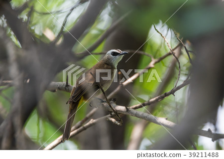 Bird (Yellow-vented Bulbul) on tree in nature wild 39211488
