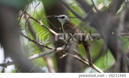 Bird (Yellow-vented Bulbul) on tree in nature wild Bird (Yellow-vented Bulbul) on tree in nature wild 39211489