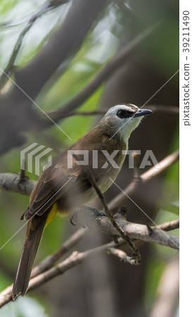 Bird (Yellow-vented Bulbul) on tree in nature wild Bird (Yellow-vented Bulbul) on tree in nature wild 39211490