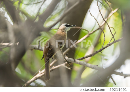 Bird (Yellow-vented Bulbul) on tree in nature wild 39211491