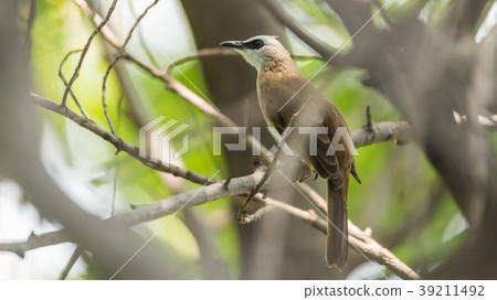 Bird (Yellow-vented Bulbul) on tree in nature wild Bird (Yellow-vented Bulbul) on tree in nature wild 39211492