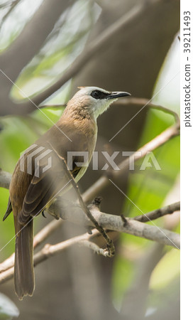 Bird (Yellow-vented Bulbul) on tree in nature wild Bird (Yellow-vented Bulbul) on tree in nature wild 39211493