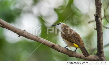 Bird (Yellow-vented Bulbul) on tree in nature wild 39211494