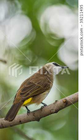 Bird (Yellow-vented Bulbul) on tree in nature wild 39211495