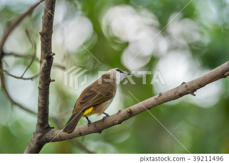 Bird (Yellow-vented Bulbul) on tree in nature wild Bird (Yellow-vented Bulbul) on tree in nature wild 39211496