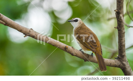 Bird (Yellow-vented Bulbul) on tree in nature wild 39211498