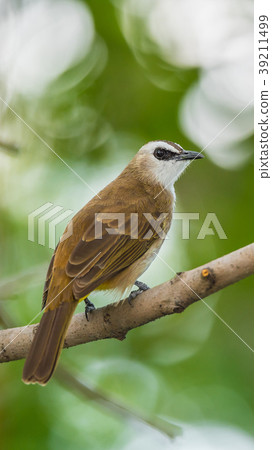 Bird (Yellow-vented Bulbul) on tree in nature wild Bird (Yellow-vented Bulbul) on tree in nature wild 39211499
