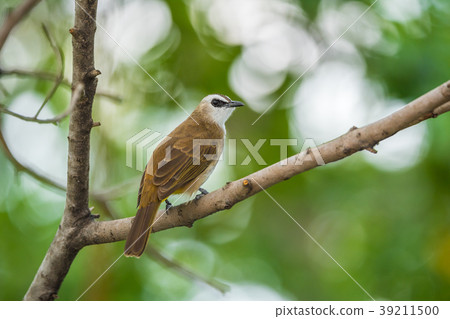 Bird (Yellow-vented Bulbul) on tree in nature wild 39211500
