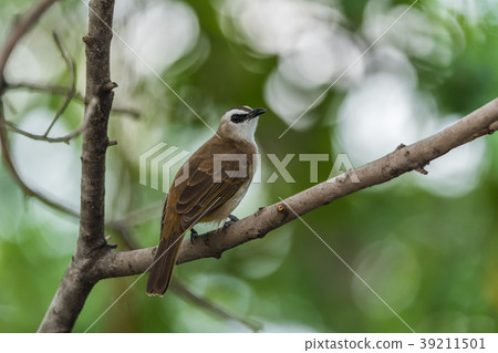 Bird (Yellow-vented Bulbul) on tree in nature wild 39211501