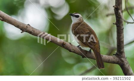 Bird (Yellow-vented Bulbul) on tree in nature wild Bird (Yellow-vented Bulbul) on tree in nature wild 39211502