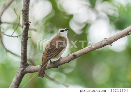 Bird (Yellow-vented Bulbul) on tree in nature wild 39211504